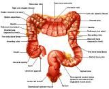 Anatomie: oesophagus (slokdarm), cardia (maag),duodenum,choledochus,galblaas,lever,pancreas,ileum,jejunum,colon,sigmoid,rectum,anusuterus,omentum,nier,vena porta,aorta.