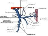 Anatomie: oesophagus (slokdarm), cardia (maag),duodenum,choledochus,galblaas,lever,pancreas,ileum,jejunum,colon,sigmoid,rectum,anusuterus,omentum,nier,vena porta,aorta.