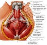 Anatomie:genitalie,geslachtsdelen,bekken,pubis,symphyse,ileum,tuber ischiadicus,sacrum,coccyx,obturator,gluteus,puborectalis,pubococcygeus,iliococcygeus,vas deferens,penis,vagina,uterus,prostaat,rectum, anus, sigmoid,denonvilliers,pelvis,testis,scrotum,corpus cavernosum,iliaca,aorta,suprarectalis,infrarectalis,haemorrhoiden,aambeien