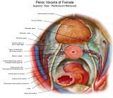 Anatomie:genitalie,geslachtsdelen,bekken,pubis,symphyse,ileum,tuber ischiadicus,sacrum,coccyx,obturator,gluteus,puborectalis,pubococcygeus,iliococcygeus,vas deferens,penis,vagina,uterus,prostaat,rectum, anus, sigmoid,denonvilliers,pelvis,testis,scrotum,corpus cavernosum,iliaca,aorta,suprarectalis,infrarectalis,haemorrhoiden,aambeien