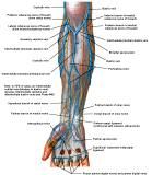 Anatomie:schouder,arm,elleboog,onderarm,pols,vinger,scapula,humerus,olecranon,radius,ulna,scaphoid,naviculare,metacarpus,falanx,phalanx,carpusnervus medianus,nervus axillaris,nervus radialis.