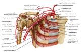 Anatomie:schouder,arm,elleboog,onderarm,pols,vinger,scapula,humerus,olecranon,radius,ulna,scaphoid,naviculare,metacarpus,falanx,phalanx,carpusnervus medianus,nervus axillaris,nervus radialis.