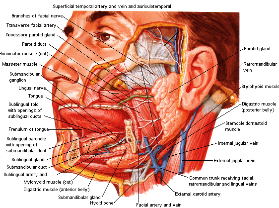 Site de anatomia e fisiologia humana